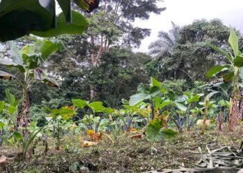 Plantación de un cultivo de malanga en Bioko